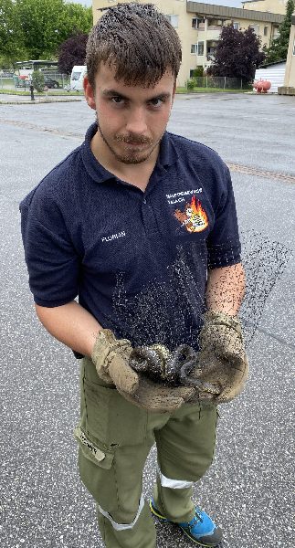 Tierische Einsätze (Bild 1)